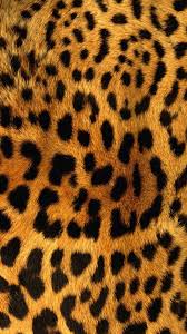 We choose the most relevant backgrounds for different devices: Leopard Iphone Wallpapers Top Free Leopard Iphone Backgrounds Wallpaperaccess