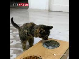 On Ayaklari Olmayan Yavru Kedi Icin Mama Ve Su Kabi Yapti Youtube