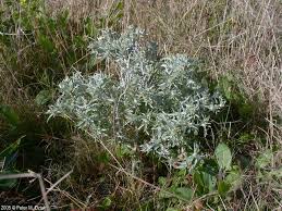 Image result for Gnaphalium unionis