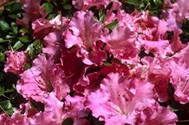 Rosy red flowers on a compact plant as with the other gumpos. Amazon Com Gumpo Pink Azalea Rhododendron X Gumpo Pink Flowering Plants Garden Outdoor