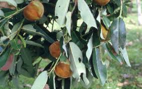 Image result for Diospyros mweroensis