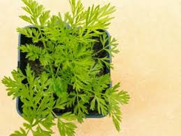 During this time, make the grooves. Caring For Potted Carrots How To Grow Carrot Plants In The Home
