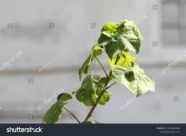 Image result for Sterculia rogersii