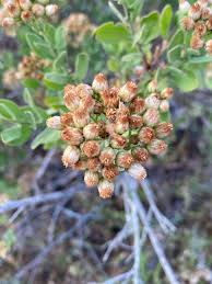 Image result for Pluchea ovalis