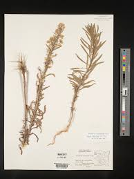 Image result for Erigeron sumatrensis