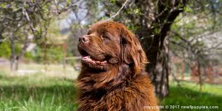 Find newfoundland puppies and breeders in your area and helpful newfoundland information. Wolfcreek Newfoundlands Dry Mouth Newfoundland Breeder