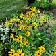 October SoCo Seed & Plant Swap - Composting event image