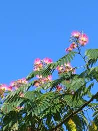 Image result for Albizia niopoides