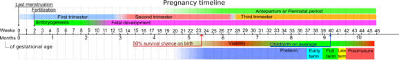 If you assume that a month is exactly four weeks long, that makes 10 months of pregnancy. Pregnancy Wikipedia