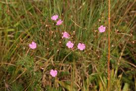 Image result for Micrargeriella aphylla