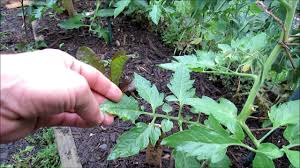 Maybe you would like to learn more about one of these? Yellow Mottled Tomato Leaves A Nitrogen Issue Identification Treatment With Soluble Fertilizer Youtube