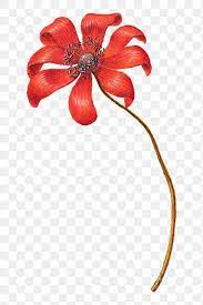 Download Premium Png Of Vintage Poppy Anemone Flower Png Illustration Flower Drawing Anemone Flower Floral Illustrations