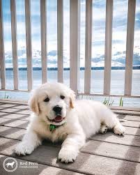We did not find results for: Red Fern Companions English Cream Golden Retriever Puppies In Utah Super Cute Puppies Golden Retriever Golden Puppies