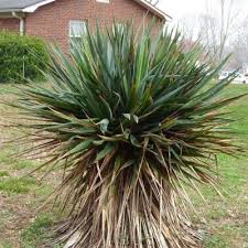 Yucca Plant Leaves Turning Brown Caring For A Yucca Plant With Brown Leaves Yucca Plant Plant Leaves Turning Brown Plant Problems