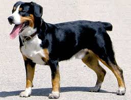 Bernese Mountain Dog Black Brown And White Dog Breeds New Breeds At Westminster Dog Show Entlebucher Mountain Dog Westminster Dog Show Dog Breeds