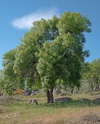 Image result for Fraxinus angustifolia