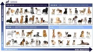 The americans with disabilities act is a federal law that clearly states service dogs are allowed to accompany their handler in public places by simply stating their dog is a service dog. How Can I Get My Dog Certified As A Service Dog Digital Certification