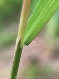 Image result for Lipocarpha chinensis