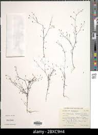 Image result for Oldenlandia herbacea