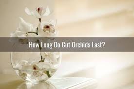 We did not find results for: How Long Do Cut Orchids Last Everyday Orchids
