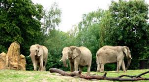 Opel Zoo Frankfurt Area Feed Carrots To Elephants Elefant Neue Wege Deutschland