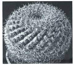 To allow you to help make the prison and your inmate family member safer, we have established an. A New Review Of Mammillaria Names A C