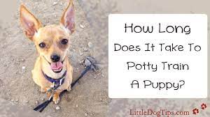 Maybe you would like to learn more about one of these? How Long Does It Take To Potty Train A Puppy Little Dog Tips