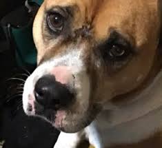 Cancer in dogs anesthesia pet dog tumor dog recovery veterinarian anesthesia emergency room dog vet emergency dog in clinic labrador hospital gloves in vet. Who Knew A Dog Could Get Sunburned 4 Legged Sunblock Prevent Equine Animal Sunburn New