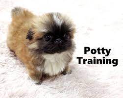 Pekingese Puppies How To Potty Train A Pekingese Puppy Pekingese House Training Tips Housebreaking Pekingese Pupp Pekingese Puppies Pekingese Dogs Cute Dogs