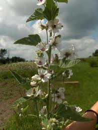 Select from premium marshmallow plant of the highest quality. Pin By Kassy Fowler On Flora Organic Seeds Flower Seeds Plant Pictures