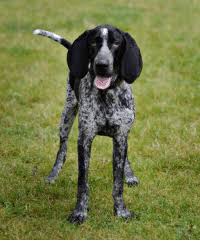 Quick summary below are a few quick comparisons between the two breeds. White Bluetick Coonhound