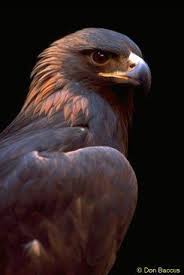 Birds Of Prey Cape Cod Pin By Beth Parham On Birds Of Prey Birds Of Prey Birds Beautiful Birds