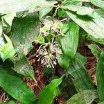 Image result for Dracaena camerooniana