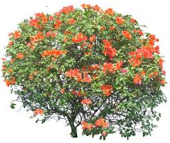 I share everything i know about it. Bougainvillea Tropical Plant Pictures