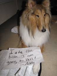 Dogshaming Photo Animal Shaming Dog Shaming Animal Antics