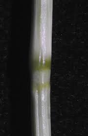 Image result for Eragrostis cylindriflora