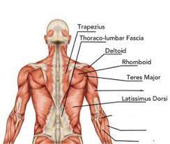 The back has a total of 40 muscles. Back Muscles Torso Leyton Sports Massage
