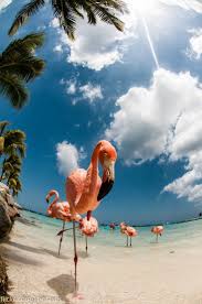 Renaissance Island Aruba Relax With The Island 39 S Pink Flamingos The Passport Renaissance Island Aruba Relax With 2020 Fotograf Kolaji Hayvanlar Hayvan
