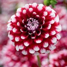 There are just so many types of flowers out there that it's hard to figure out what one is best for the purpose you are going for. 50 Most Beautiful Flowers In The World