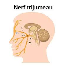 Parmi les causes il y a : Nevralgie Cervico Brachiale Symptomes Traitement Definition Docteurclic Com