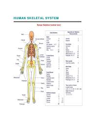 Quizzes on human skeletal system anatomy, bone anatomy, and bone markings. Diagram General Skeletal System Diagram Full Version Hd Quality System Diagram Ladderdiagrams Usrdsicilia It