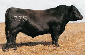 Foundation Sires Spring Lake Angus Angus Cattle In Nebraska 3 embryos by sav registry 2831. foundation sires spring lake angus