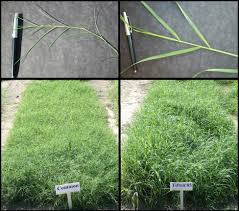 There are 50 to 60 pounds of nitrogen, 14 to 17 pounds of phosphorus and 30 to 40 pounds of potassium in one ton of bermudagrass hay. Georgia Forages Grass Species Uga Cooperative Extension