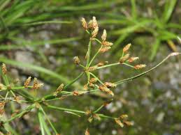 Image result for Fimbristylis bisumbellata