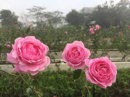 ต นห เส อ ความล บในแปลงก หลาบท บานสะพร งของคนท ช ว ตน ไม เคยปล กก หลาบ ก หลาบ