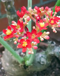 Image result for Jatropha podagrica