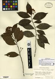 Image result for Ardisiandra sibthorpioides