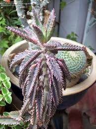 We did not find results for: Plantfiles Pictures Kalanchoe Pink Mother Of Thousands Pink Butterflies Kalanchoe By Palmbob