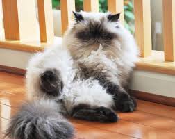 The 15 Most Fluffy And Cute Animals In The World Cute Animals Pretty Cats Beautiful Cats