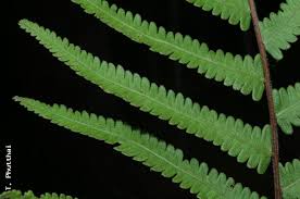 Image result for Cyclosorus molundensis